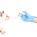犬のワクチンアレル…