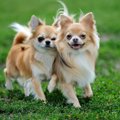 甘えん坊なチワワが…