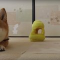 おやつはどっちだ！…