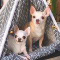 愛犬のことを『頭が…