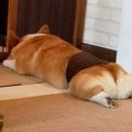 忠犬コギ公♡もっちり…