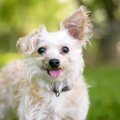 犬が『独り占めした…
