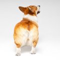 犬が『おしりを振り…