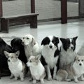 捨てられた犬の「現…