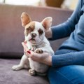 『保護犬カフェ』の…