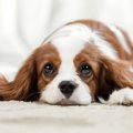 愛犬との『スキンシ…
