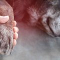 犬が亡くなったらど…