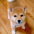 『小さな豆柴を飼っ…
