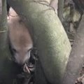 ぬ、抜けない！木の…