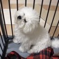 ボサボサからモフモ…