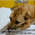 飼い主死亡でホーム…
