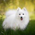 日本スピッツ｜犬種…