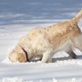 犬は雪を食べても大…