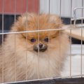 犬に「ケージ」が必…
