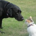 犬より猫！？猫派が…