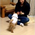 子犬に『バイバイ』…