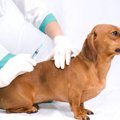 室内犬でもワクチン…