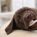 犬は口内環境が悪い…