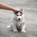 犬のしつけで効果的…