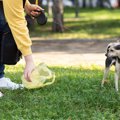 犬が外で『ウンチ』…