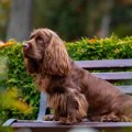 『短足な犬種』５選…