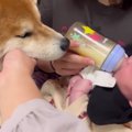 犬と0歳の赤ちゃんが…