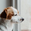 犬がしょんぼりして…