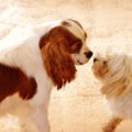 ちょっと待って！愛…