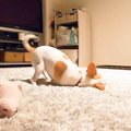 犬の『お留守番』を…