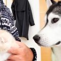 ハスキー犬が『怯え…