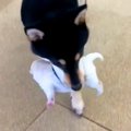 お母さん犬が『赤ち…