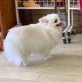 トリミングもへっち…