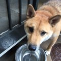 ドッグレスキュー！…