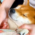 犬の爪をケアしてい…