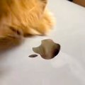 『マジでやめて』Mac…