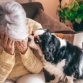 犬が飼い主を『慰め…