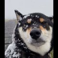 黒柴が白柴に？！初…