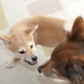 『他の犬と仲良く遊…