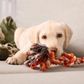 犬がよく遊ぶ『ロー…