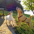 犬が救急車のサイレ…