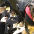 犬の乳腺腫瘍とは？…