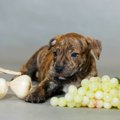 犬にマスカットを食…