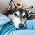 『視力が悪い犬』が…