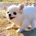 小さくて可愛い犬が…