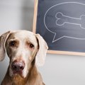 犬が「家族を順位付…