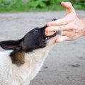 犬が家族だと思って…