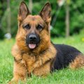 牧羊犬の代表的な犬…