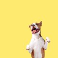 犬が口をパクパクす…