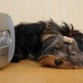 犬の留守番の友に、…