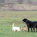 大型犬と小型犬の多…